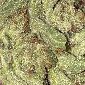 Meet your Posher, Johnathen